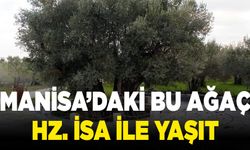 Manisa’daki bu ağaç Hz. İsa ile yaşıt