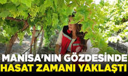 Manisa'nın gözdesinde hasat zamanı yaklaştı