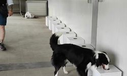 İstilacı böcekler sınır kapılarında tespit edilebilecek