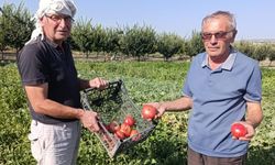 Gördes'te ata tohumlu domateslere yoğun ilgi