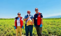 Manisa’da pestisite geçit yok