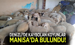 Denizli'de kaybolan koyunlar Kırkağaç'ta bulundu