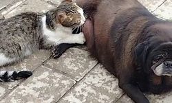 Görenler inanamadı, köpek kediyi sokak ortasında emzirdi
