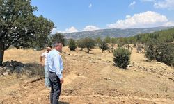 Sokak hayvanları için doğal yaşam alanı