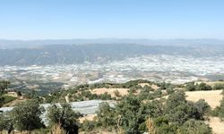 Sultaniye üzüm bağlarında beyaz örtü tamamlandı