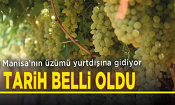 Manisa’nın üzümü yurtdışına gidiyor: Tarih belli oldu