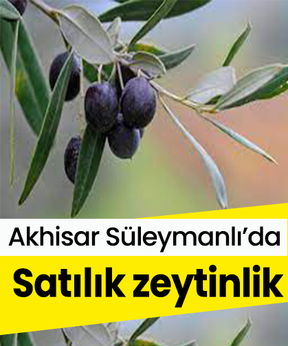 Akhisar Süleymanlı’da satılık zeytinlik