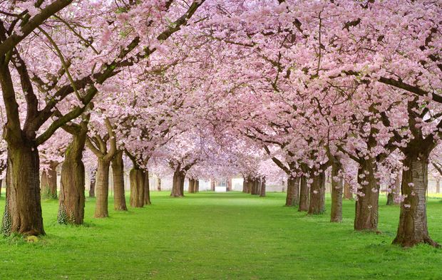 Sakura ne demek? Sakura'nın hikayesi, anlamı...