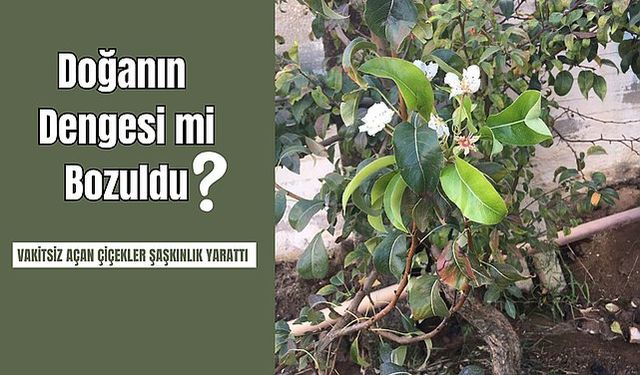 Manisa'da armut ağacı çiçek açtı