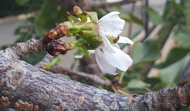 Manisa'da Ekim Ayında Kiraz Ağacı Çiçek Açtı