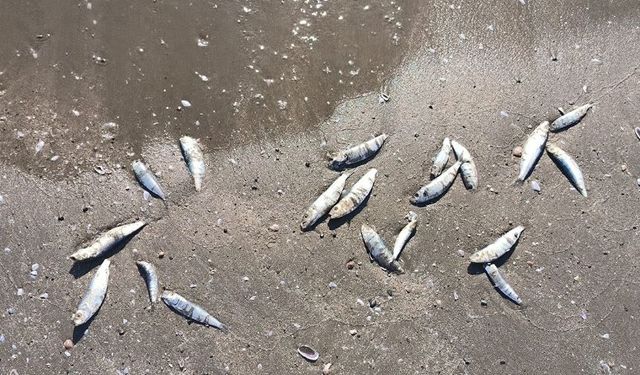 Binlerce balık karaya vurdu, görenler şaşkın