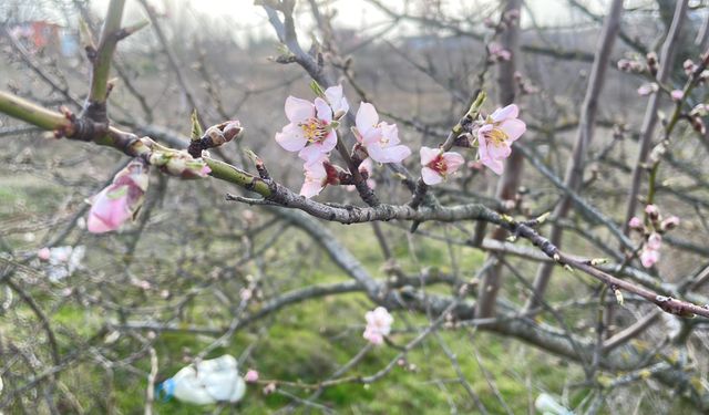 Erken çiçek açan meyve ağaçları üreticiyi endişelendiriyor