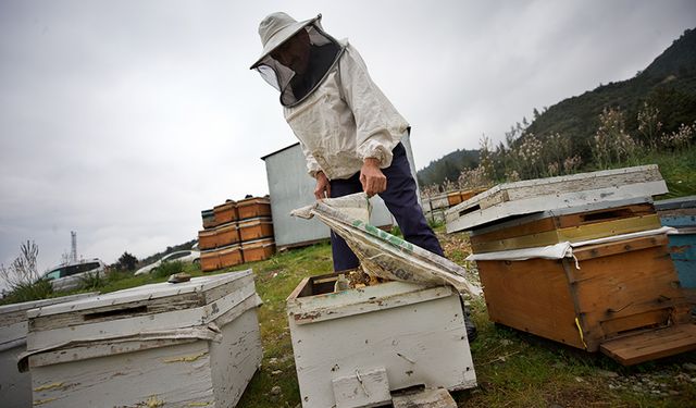 "Yalancı bahar" ve yapılan zirai ilaçlamalar arıların ölümlerine sebep oluyor
