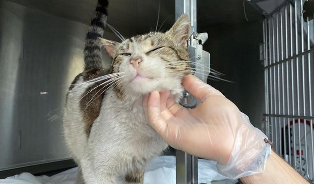 Sokak kedisi kulağındaki tümörle veteriner hekime gitti