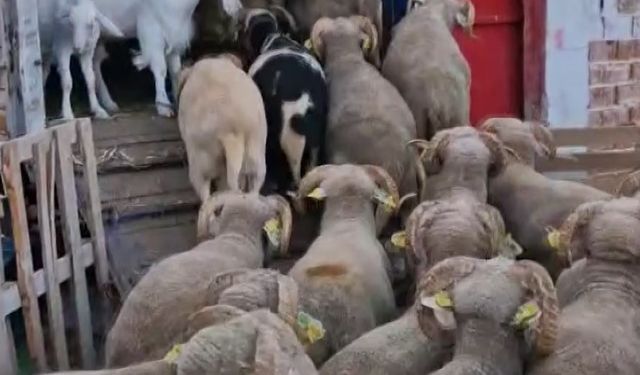 Manisa'da koyunlara kılavuzluk yapan keçi kendine çırak yetiştiriyor