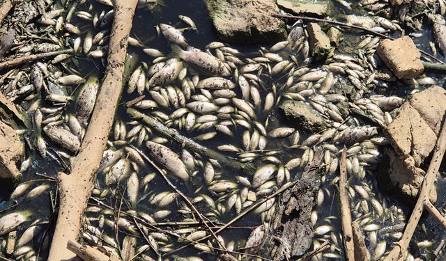 Manisa'da Gediz Nehri'nde inceleme  başlatıldı