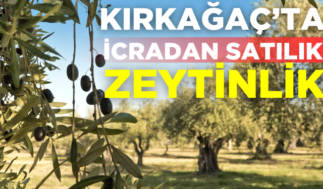 Kırkağaç’ta İcradan Satılık zeytinlik