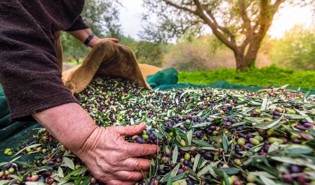 Sofralık zeytin ihracatında tarihi rekor