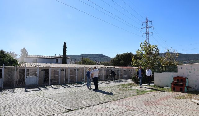 Barınakta "öldü" denilen köpeğin uyuduğu ortaya çıktı: "Aşağılıkça"