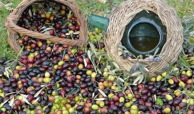 Saruhanlı’da Zeytin Hasat Şenliği