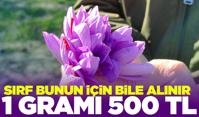 1 gramı 500 TL! Hasadına başlandı