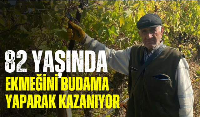 82 yaşında ekmeğini budama yaparak kazanıyor