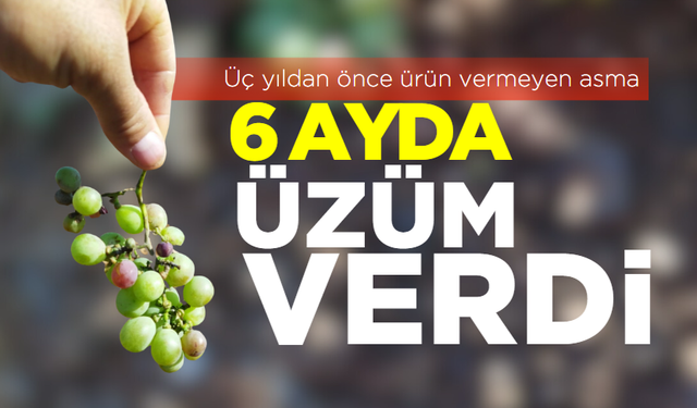 Üç yıldan önce ürün vermeyen asma 6 ayda üzüm verdi