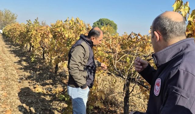 Manisa Üzüm Platformu, bağlarda arazi kontrolü ve çiftçi ziyaretlerine devam ediyor