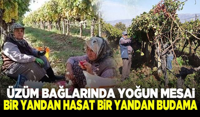 Manisa'da üzüm bağlarında yoğun mesai