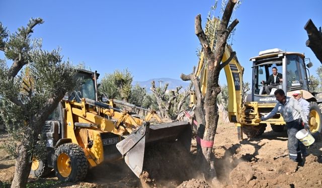 Manisa’da zeytin ağaçları koruma altına alındı