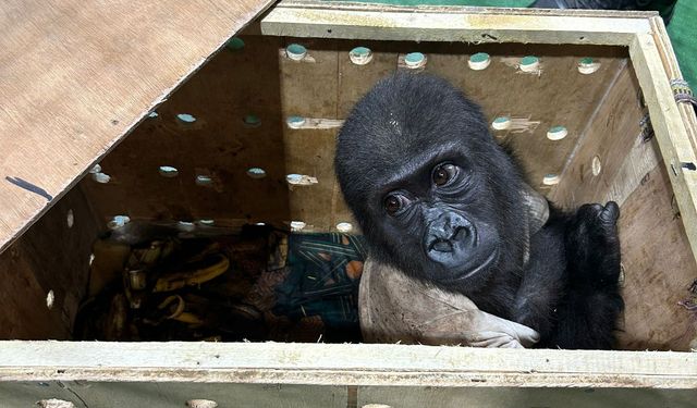 İstanbul Havalimanı’nda goril yavrusu yakalandı