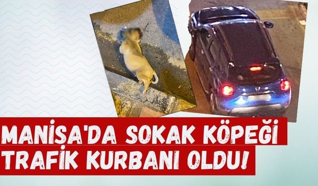 Manisa'da sokak köpeği trafik kurbanı oldu!