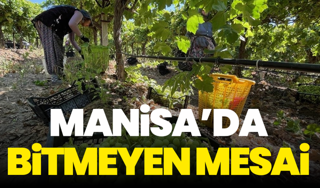 Manisa'da 6 aylık mesai! Üzüm hasadı devam ediyor