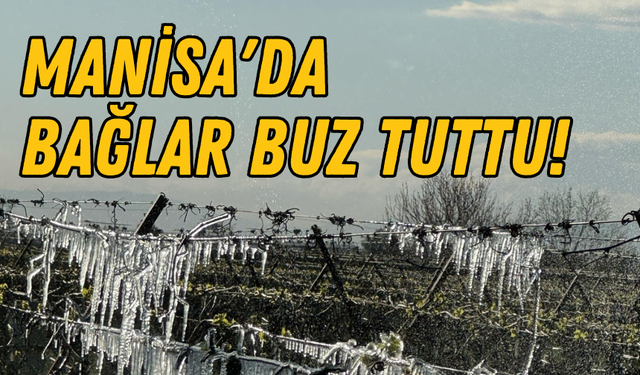 Manisa'da bağlar buz tuttu!