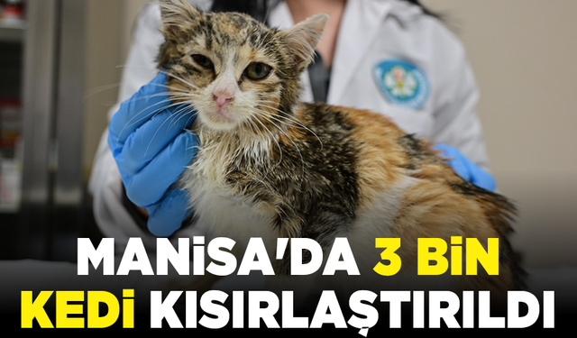 Manisa'da 3 bin kedi kısırlaştırıldı
