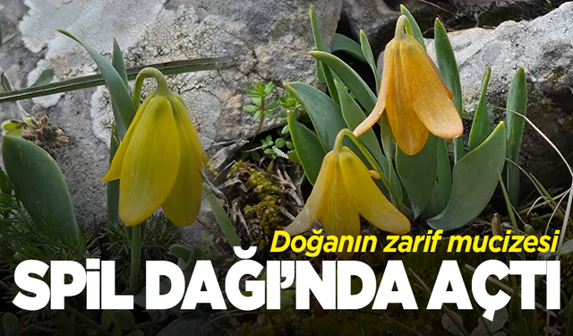 Manisa’da Ters Lale açtı
