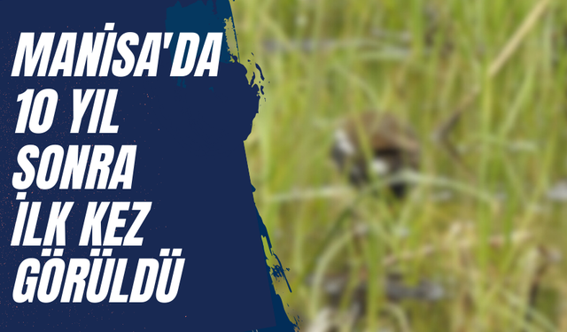 Manisa'da 10 yıl sonra ilk kez görüldü!