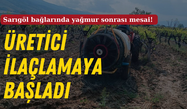 Sarıgöl bağlarında yağmur sonrası mesai! Üretici ilaçlamaya başladı