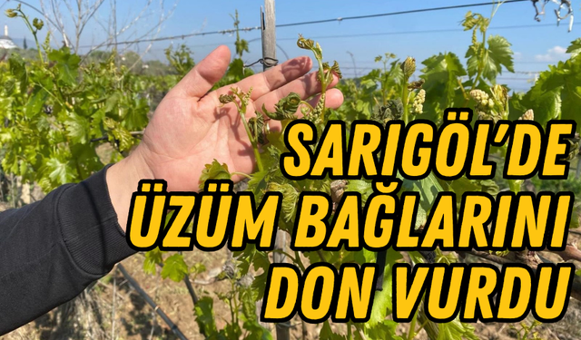 Sarıgöl'de üzüm bağlarını zirai don vurdu