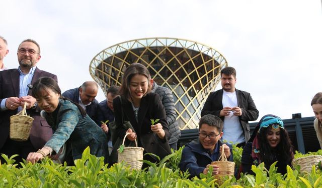 Çin'den geldiler, Rize'de çay topladılar!