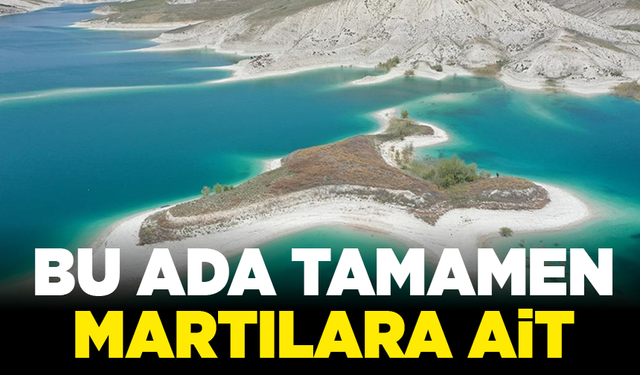 Bu ada tamamen martılara ait: Hem de Türkiye'de