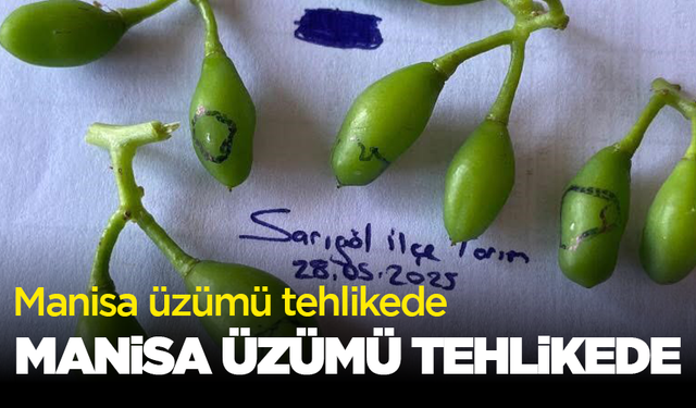 Manisa üzümü tehlikede: O tarihlerde şart!