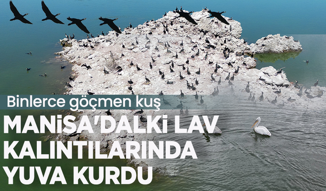 Binlerce göçmen kuş Manisa'daki lav kalıntılarında yuva kurdu