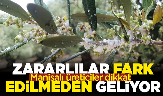 Manisalı üreticiler dikkat! Zararlılar fark edilmeden geliyor