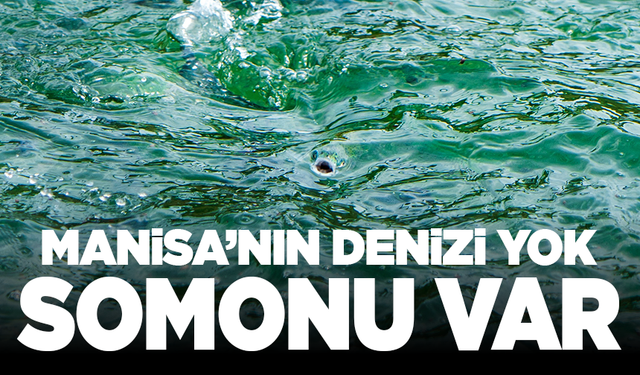 Manisa'nın deniz yok ama somonu var!
