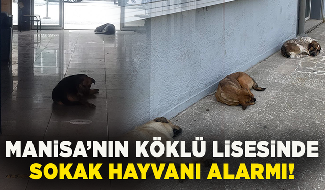 Manisa’nın köklü lisesinde sokak hayvanı alarmı!