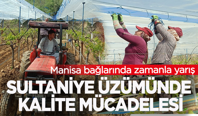 Manisa bağlarında zamanla yarış: Sultaniye üzümünde kalite mücadelesi