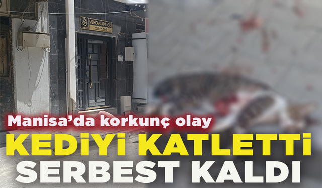 Turgutlu'da sokak kedisini pompalı tüfekle vuran şahıs serbest kaldı