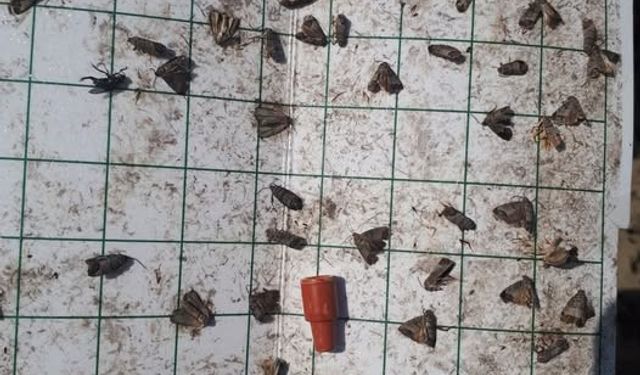 Manisa’da meyve üreticilerine ‘iç kurdu’ uyarısı