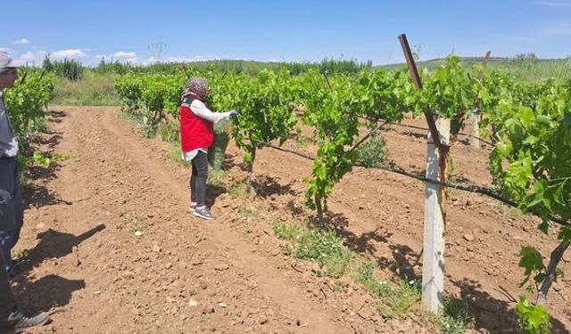 Tarladan sofraya güvenli gıda için denetim